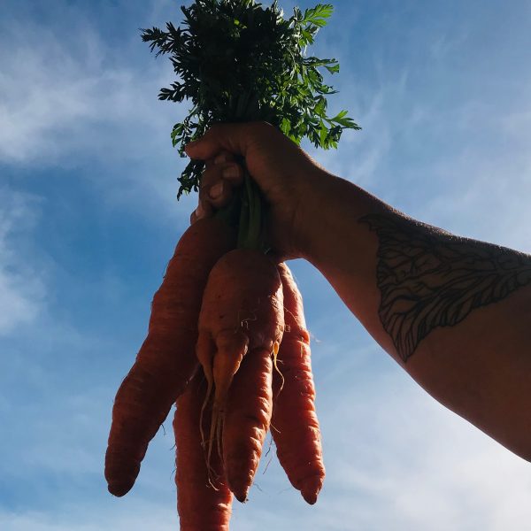 Zanahorias - Smart Food Yanuq